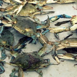 Blue-Crabs-boat-300x2251