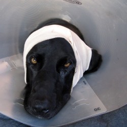 Cone-of-Shame-Bandage-300x3001