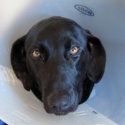 Cone-of-Shame-Stitches-300x3001