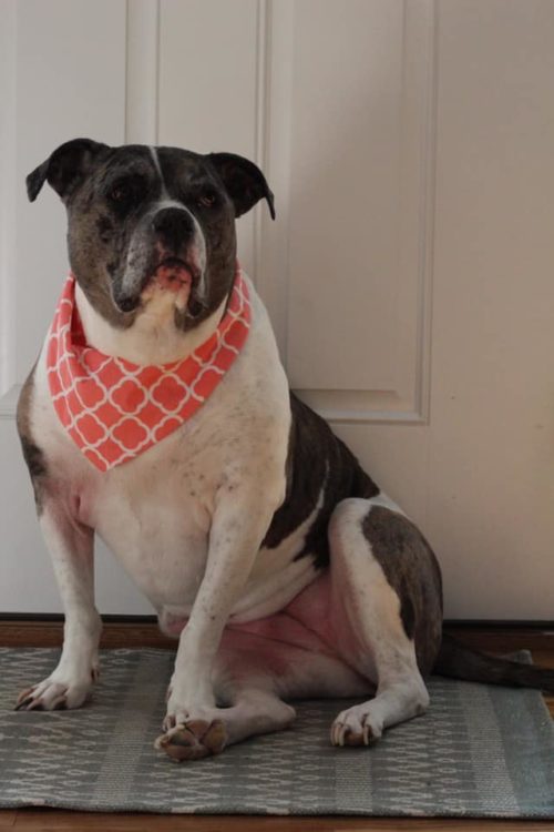 Rancher Bandana - Image 7